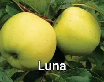 Dwarf Luna Apple Tree. New baby trees, grafted this spring. 22" shipping height. Plant 3' apart in a row of trees or 5-6' as stand-alone