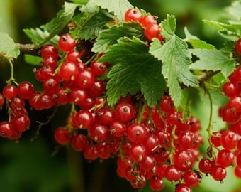 Currant & Gooseberry Bare Root Plant, Skipley Farm