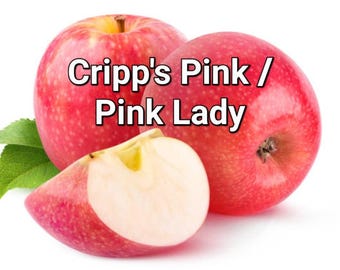 Dwarf Cripps Pink Apple. Pink Lady. New baby trees, grafted this spring. 22" shipping height. Plant 3' apart in a row or 5-6' as stand-alone