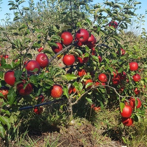 May include: A close-up of a red apple tree laden with ripe red apples. The tree is surrounded by other apple trees in a row, suggesting an orchard setting.