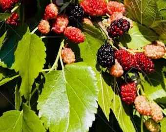 4 Foot Mulberry Tree 'Early Bird' variety,  Morus rubra x alba, шелковица,شاه ت, шовковиця, дуд,شاه توت ,Skipley Farm free shipping 50/for2