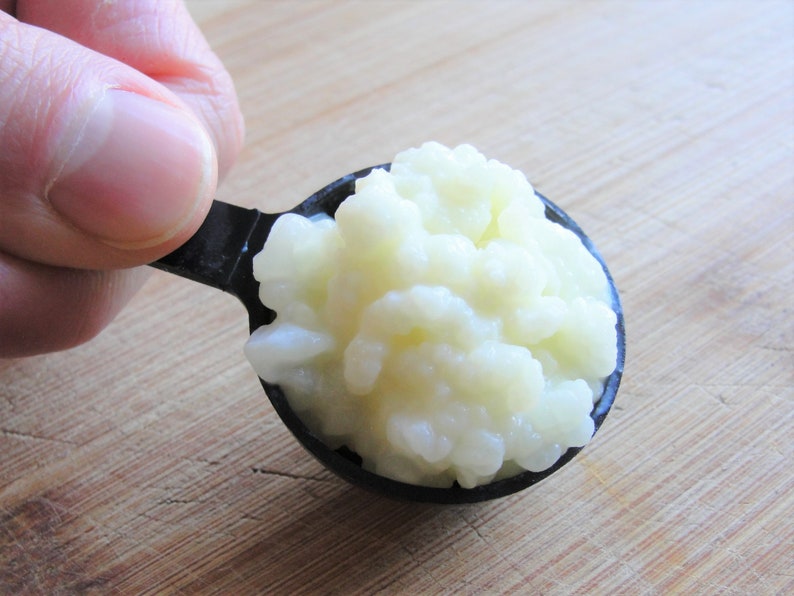 Organic Raw Milk Kefir Grains from Grass Fed Cows Shipped Etsy