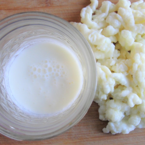 1 Tbsp Kefir Grains Lively & Mature in Raw Milk