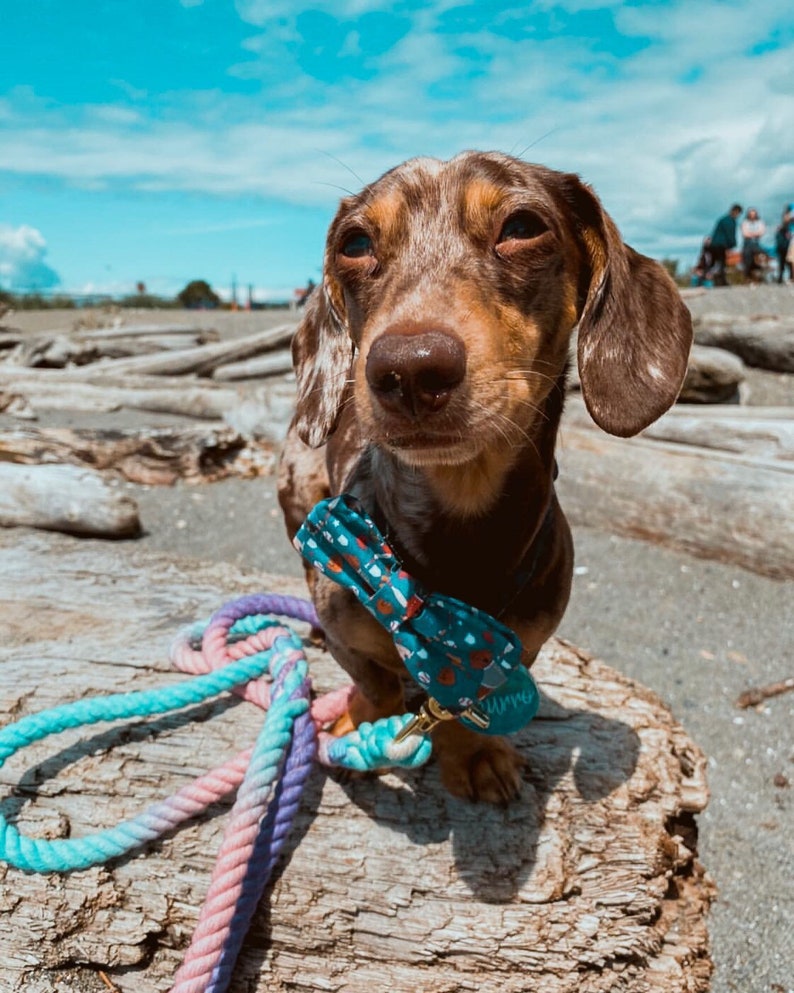 Rope Lead Small Dog Leash Ombre Rope Leash Cotton Candy Dog Leash Rope Dog Leash Puppy Leash SLO Sunset Dog Leash Dog Accessories