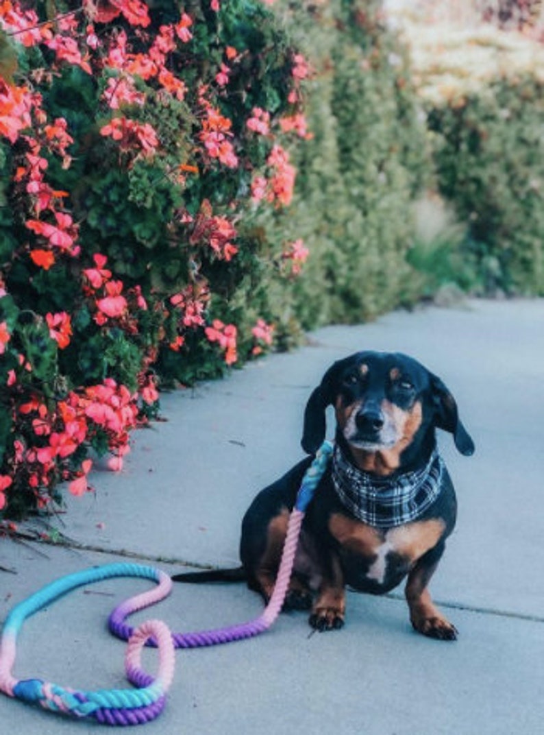 Rope Lead Small Dog Leash Ombre Rope Leash Cotton Candy Dog Leash Rope Dog Leash Puppy Leash SLO Sunset Dog Leash Dog Accessories