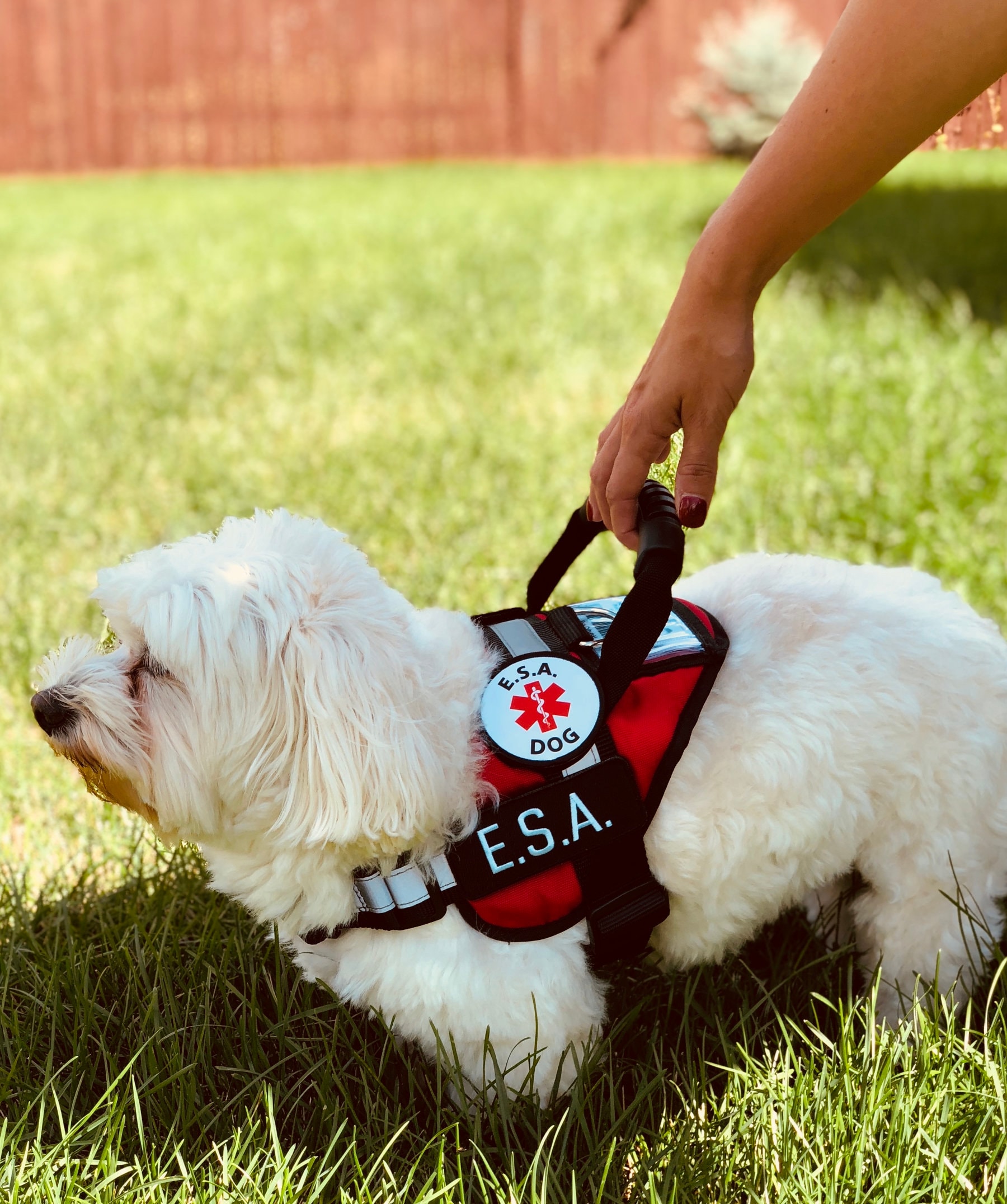 Service Dog Esa Dog Therapy Dog Waterproof Vest Etsy