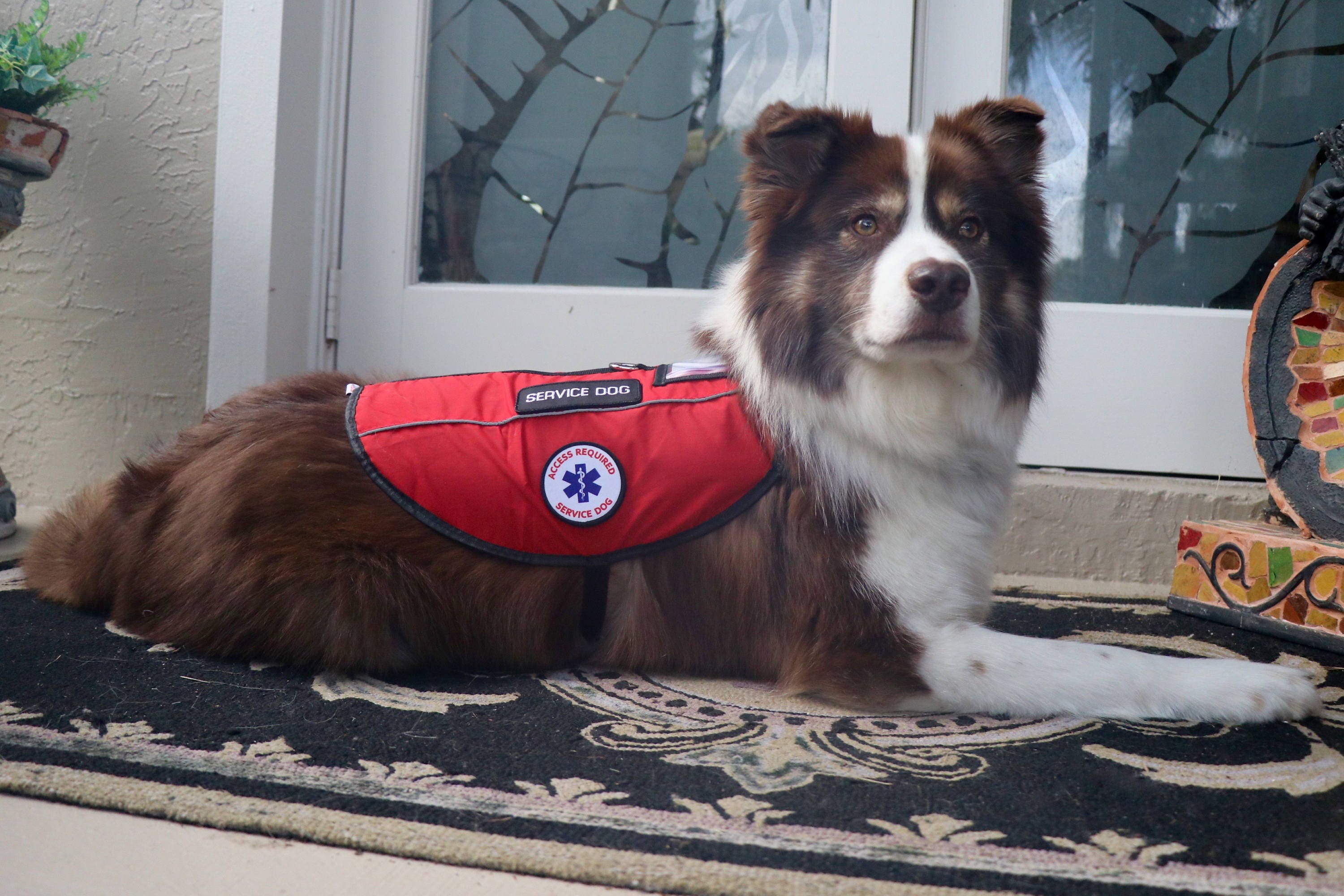 Service Dog and Emotional Support Animal Esa Dog Vest Custom Etsy