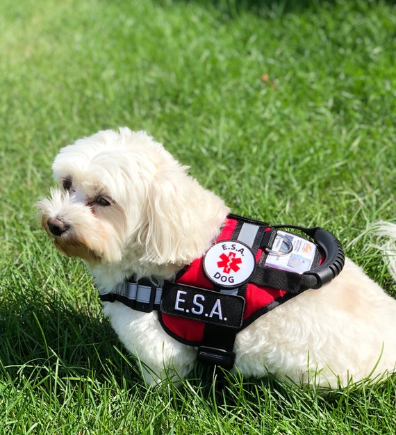 therapy dog harness