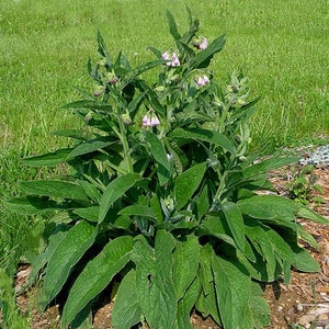 May include: A close-up of a green leafy plant with small pink flowers. The plant has large, broad leaves and is growing in a garden setting.
