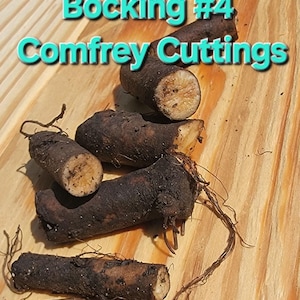 May include: Close-up of several dark brown comfrey cuttings with light-colored interiors, arranged on a light-colored wooden surface. The text "Bocking #4 Comfrey Cuttings" is displayed in turquoise letters at the top of the image.
