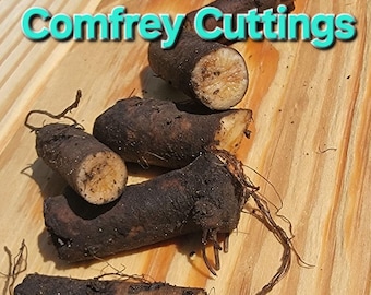 Bocking #4 Comfrey Root Cuttings – Non-Invasive Sterile Variety, High Protein Fodder Plant, Permaculture Fertilizer & Compost Plant