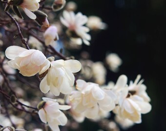 Photography Print - Wall Decor/Art - Flower Print - Magnolia Print - Spring Print