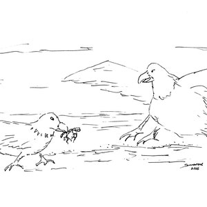 Sea Gulls Bickering