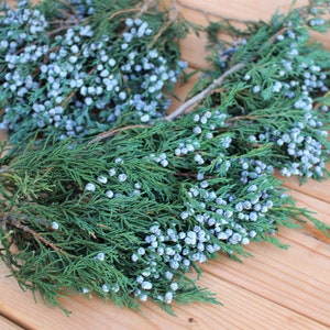 Preserved Juniper Berries, Winter Greenery, Fragrant Juniper, Winter Flowers