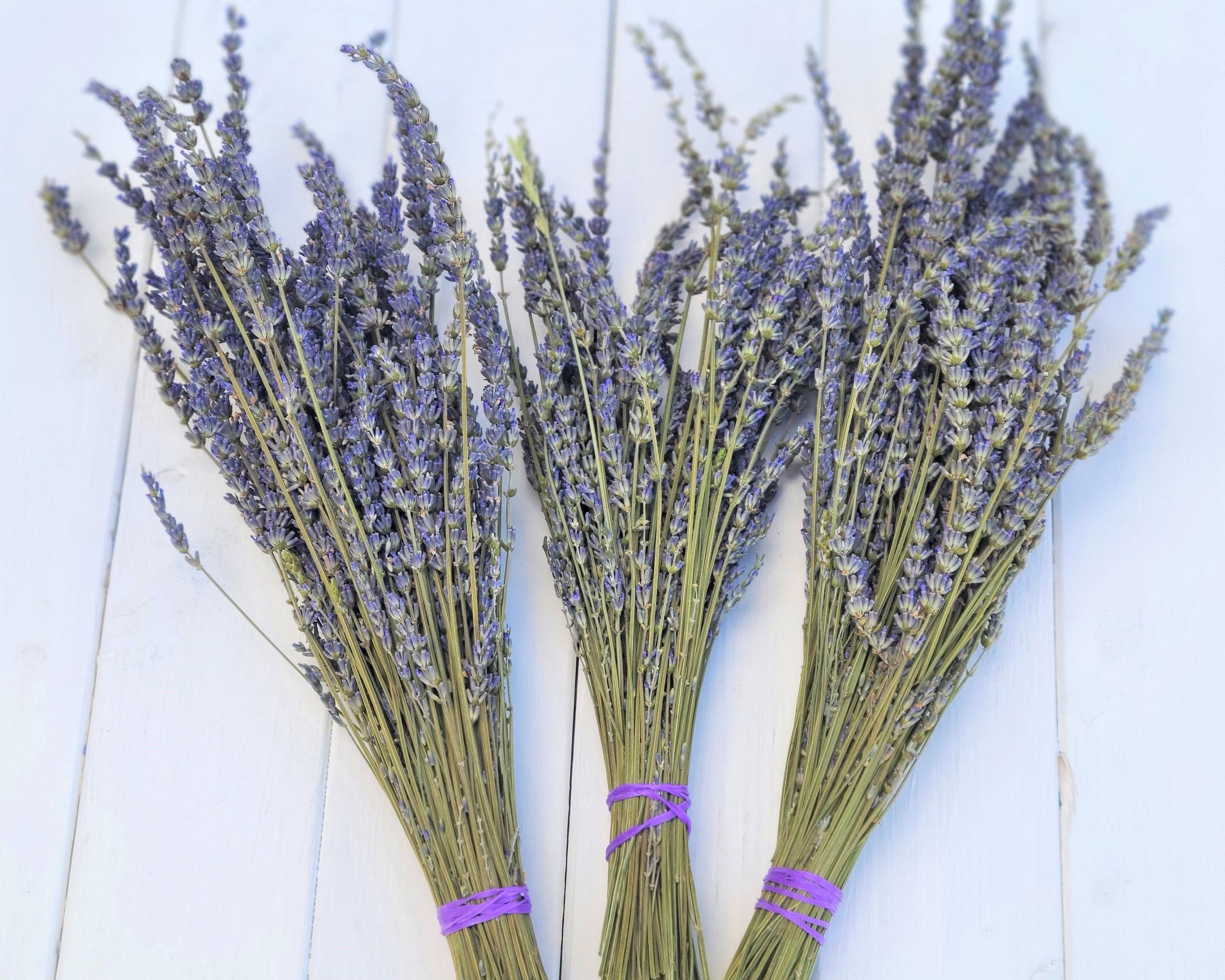 Dried Lavender Bunch, Grosso (French) Lavender, wedding decor,  do-it-yourself wedding, lavender stems, lavender bouquet