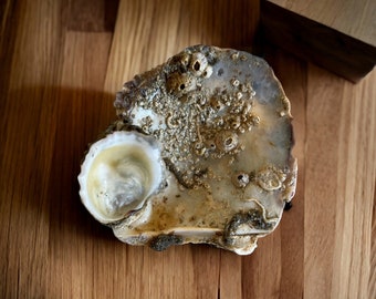 Rustic Oyster Seashells, Shells with Fossils and Barnacle Clusters, 5 pieces Natural Shells with mother-of-pearl color, Terrarium jar.