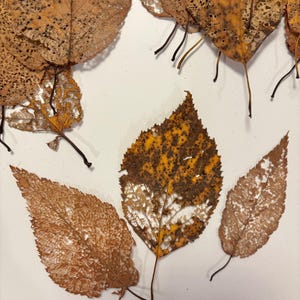 May include: A collection of dried, skeletonized leaves in shades of brown, tan, and yellow. Each leaf features a delicate, intricate network of veins with varying degrees of decay, creating a lace-like appearance with thin, dark stems.