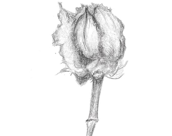 Seedpodology