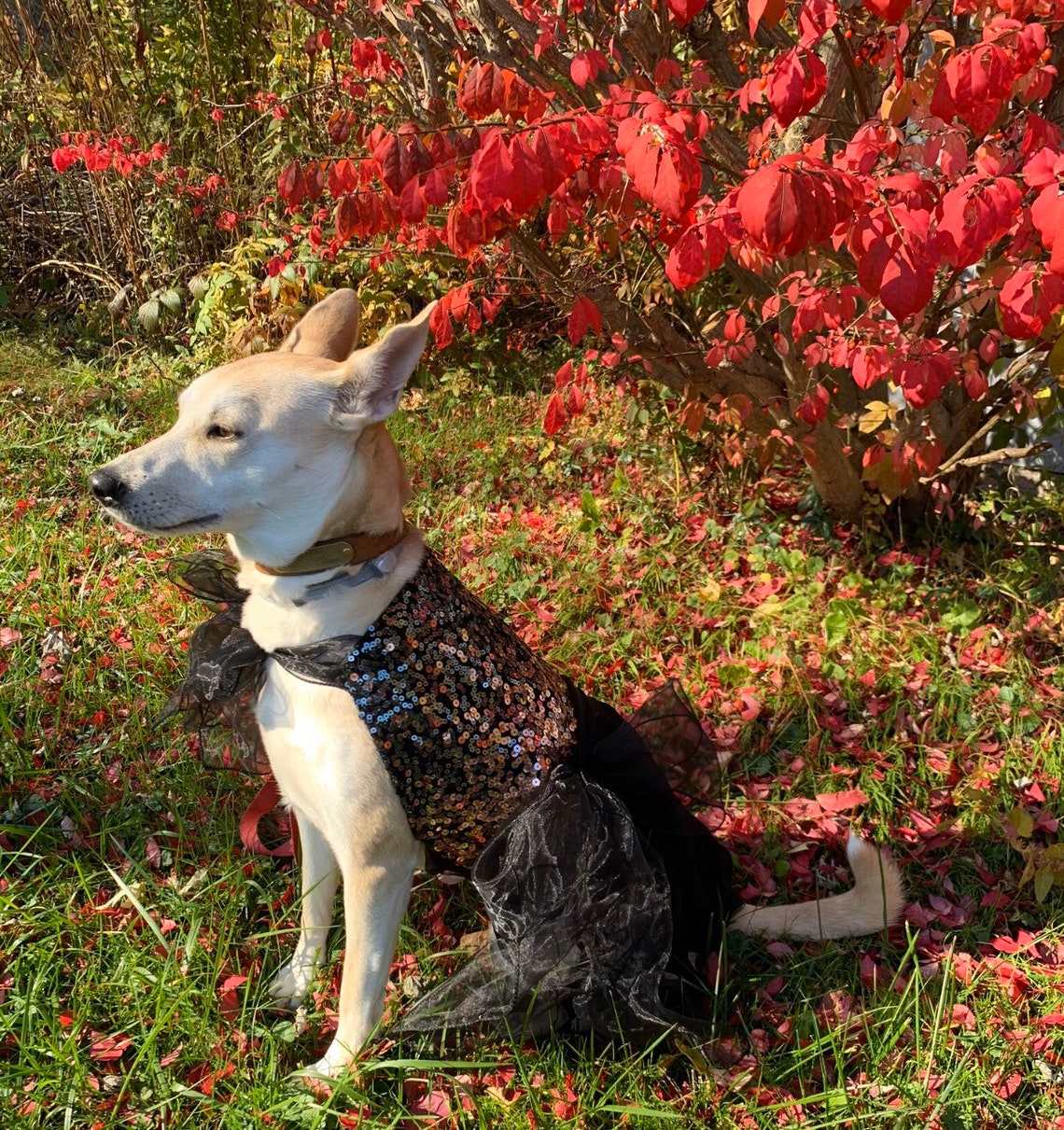 Custom dog formal bridal & quinceañera clothing made to order Etsy