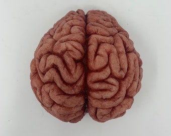 Realistic human brain/ Realistic brain uman