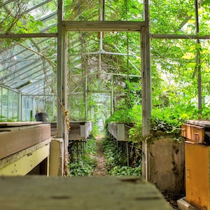 Abandoned Greenhouse I