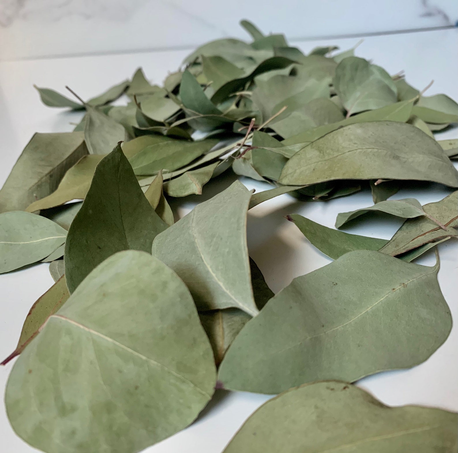 Loose Dried Eucalyptus Leaves Etsy