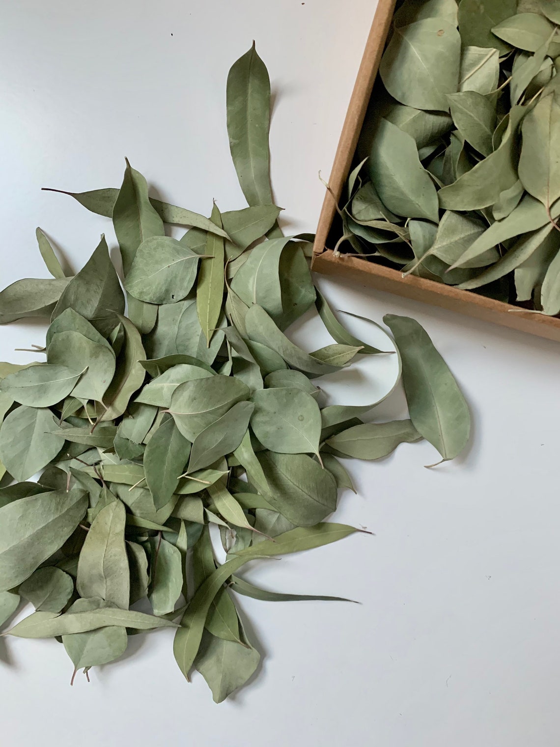 Loose Dried Eucalyptus Leaves Etsy