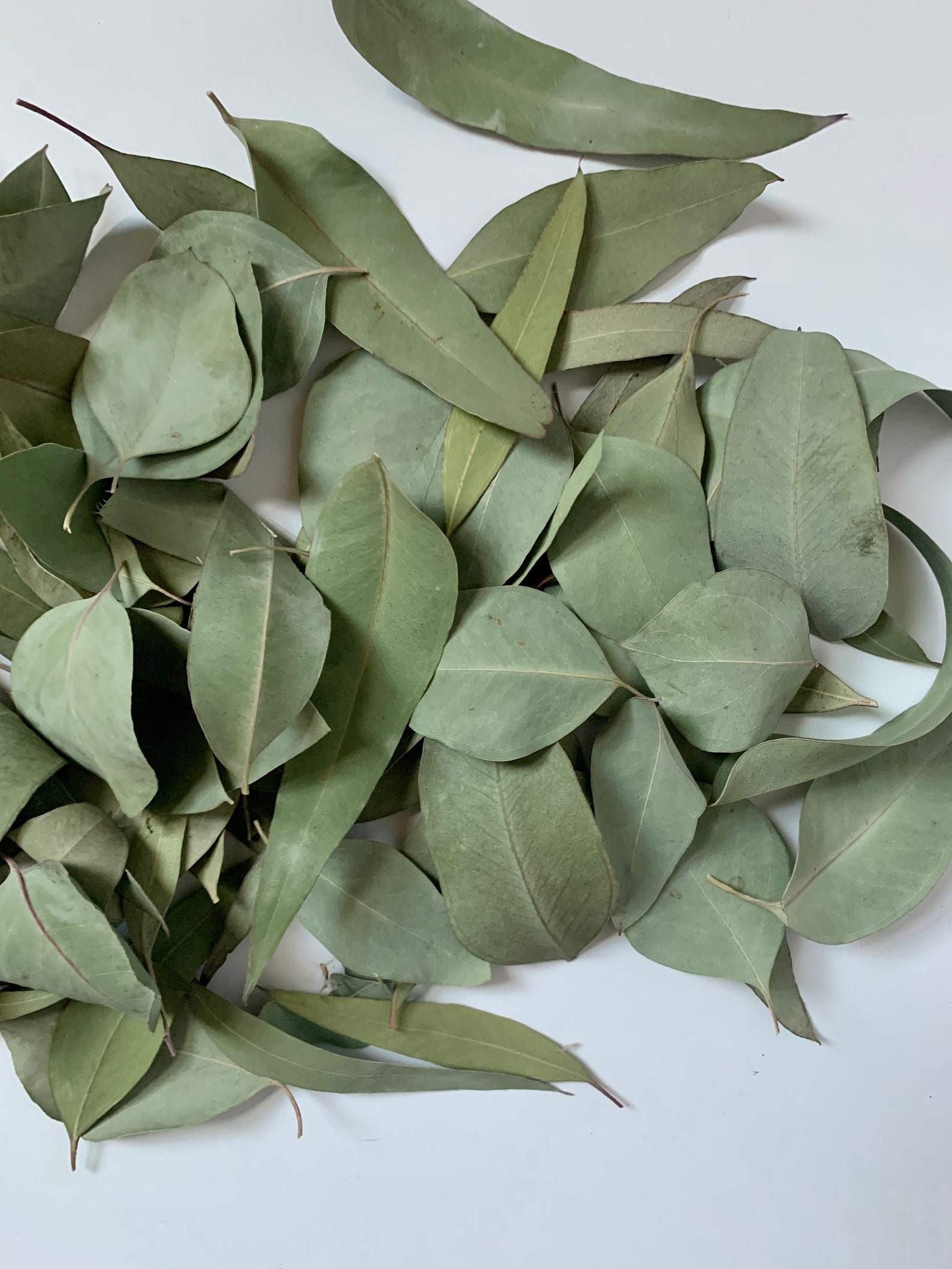 Loose Dried Eucalyptus Leaves Etsy