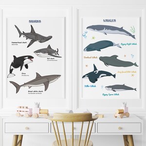 Sharks whales Species chart, Ocean sea wall art, sea creatures poster, Whales and Sharks print, marine wall print, ocean animals Chart art