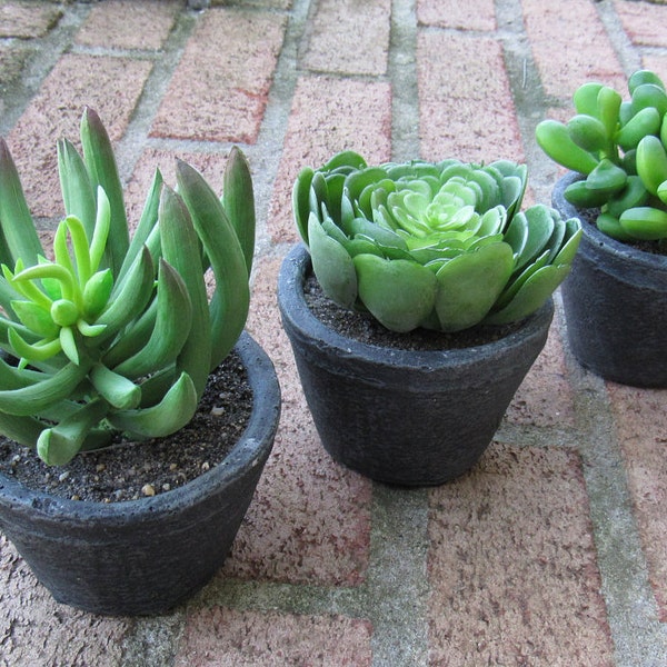 Faux Succulents Set of Three - Artificial Succulents - Succulent - Succulent Arrangement - Succulent Decor - Succulent Planter - Faux Cactus