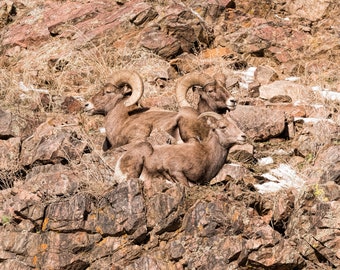 Bighorns; wildlife photograpy; fine art photography;color photo