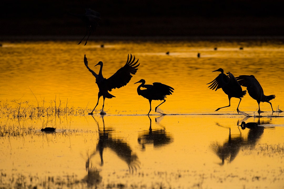 Sunset Dance; Wildlife Photograpy; Fine Art Photography;color Photo - Etsy