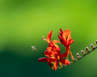 Flower and bee; nature photograpy; fine art photography; color photo; landscape photography