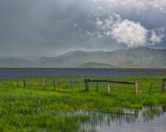 Camas Marsh Idaho; nature photograpy; fine art photography; color photo; landscape photography