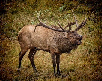 Bull Elk; wildlife photograpy; fine art photography;color photo