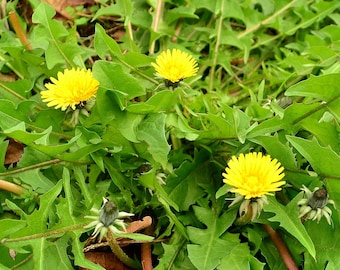 Common Dandelion (Taraxacum officinale) 500+ SEEDS (PNW Native Herb Wild Food)
