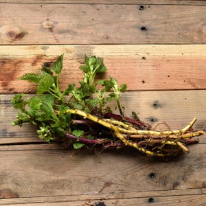 Stinging Nettle (Urtica dioica) Live Plant Starts – PNW Native Herb, Wild Food