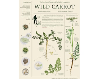 Wild Carrot Botanical Print, Queen Anne's Lace Foraging Guide, Edible Plant Identification Poster