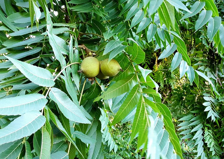 huge discounts sale 5+ Black Walnut Trees. BareRoot First