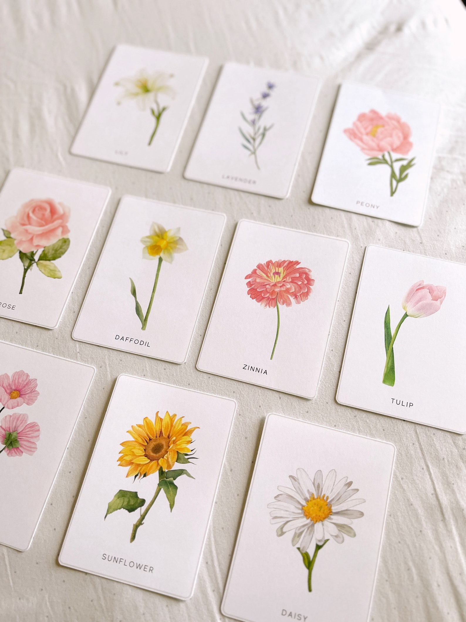 Printable Flower Botany Cards | Montessori Cards, Homeschool Resources ...