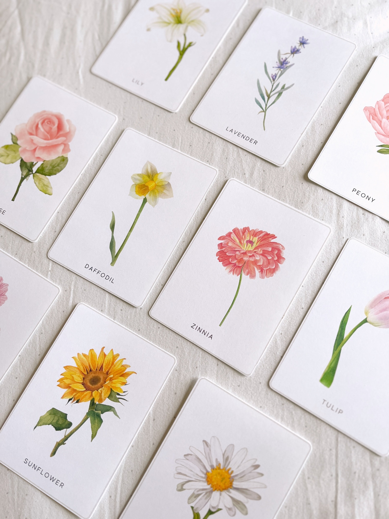Printable Flower Botany Cards | Montessori Cards, Homeschool Resources ...