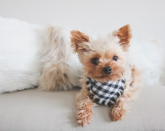 May include: A small, brown and white Yorkshire Terrier dog wearing a black and white checkered bandana sits on a light brown couch. The dog is looking directly at the camera.