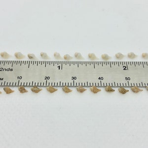 May include: A ruler measuring in 32nds of an inch and millimeters, with a row of 20 small, brown seashells lined up along the ruler.