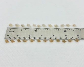 Micro-mini Conch Shell sets of 12
