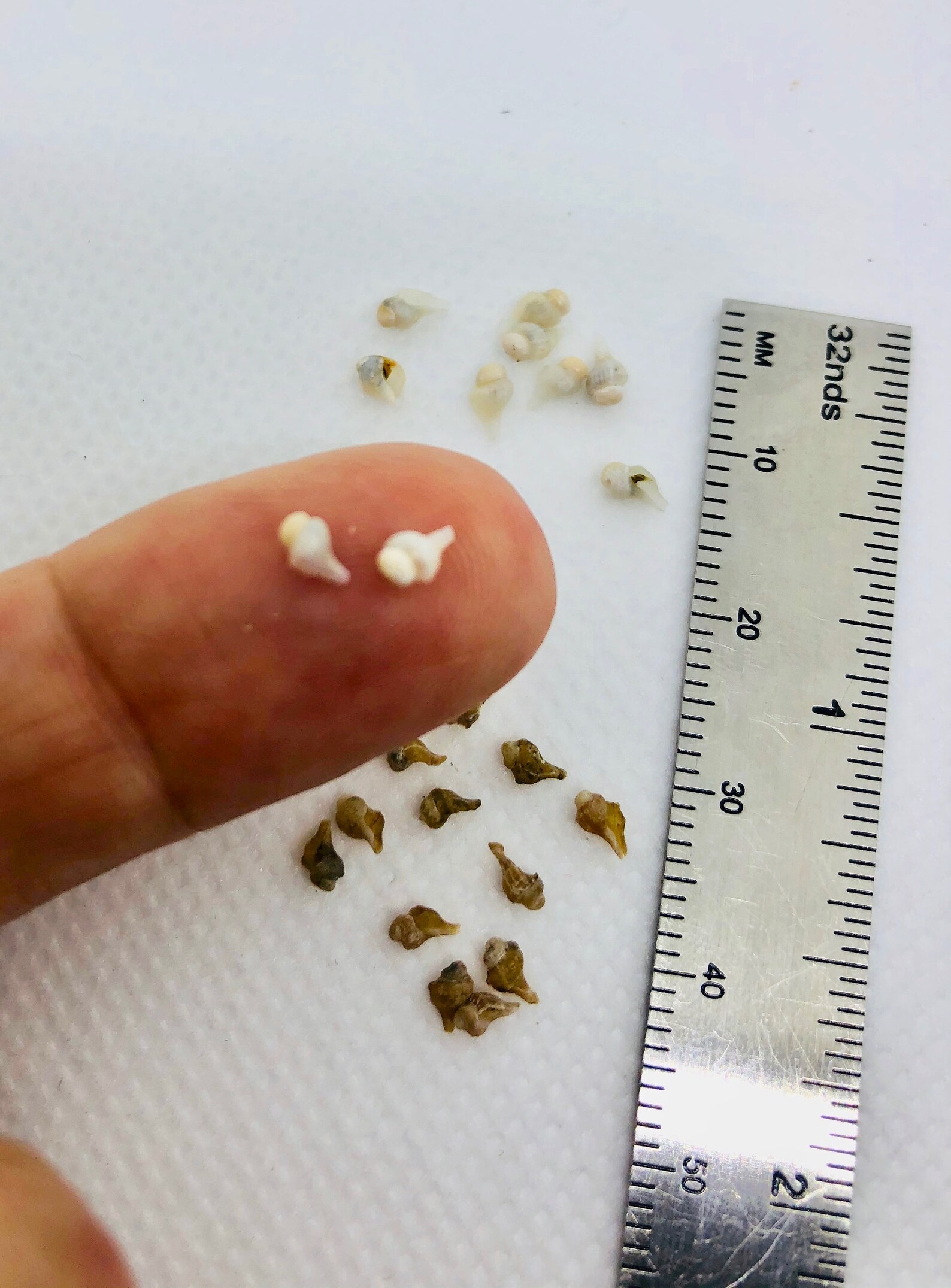 Micro-mini Conch Shell Sets of 12 - Etsy