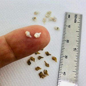 Micro-mini Conch Shell Sets of 12 - Etsy