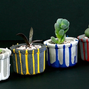 May include: Five small concrete planters with different coloured paint drips. The planters are filled with small succulents and are arranged in a row on a black background.