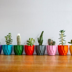 May include: A row of eight colourful geometric planters with various succulents and cacti plants. The planters are arranged in a rainbow pattern from purple to yellow.