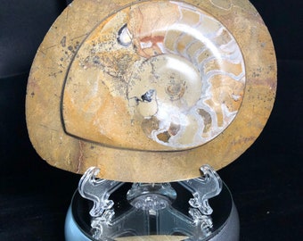 Ammonite Plaque | Polished