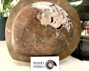 Large Ammonite | Polished Plaque